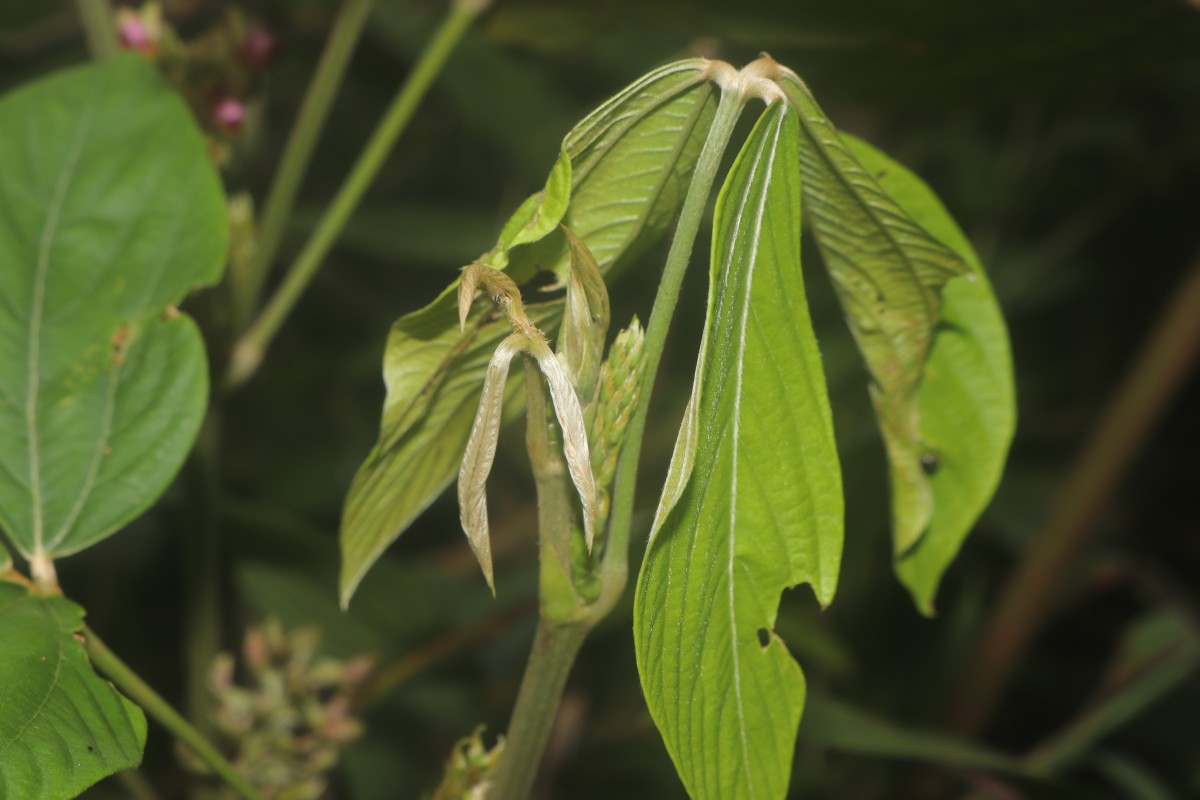 Flemingia macrophylla (Willd.) Kuntze ex Merr.